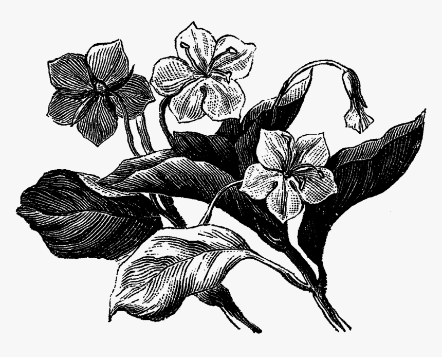 Digital Wildflower Clip Art Downloads - Flower Old Illustration Png, Transparent Png