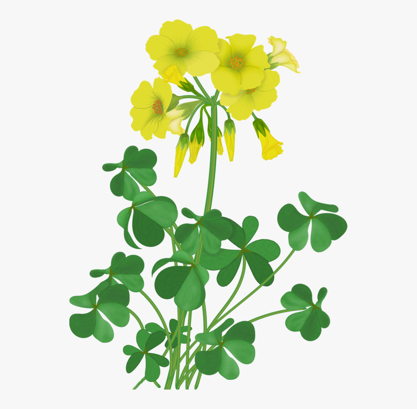 Large-flowered Evening Primrose Clipart , Png Download - Wildflowers Clipart, Transparent Png