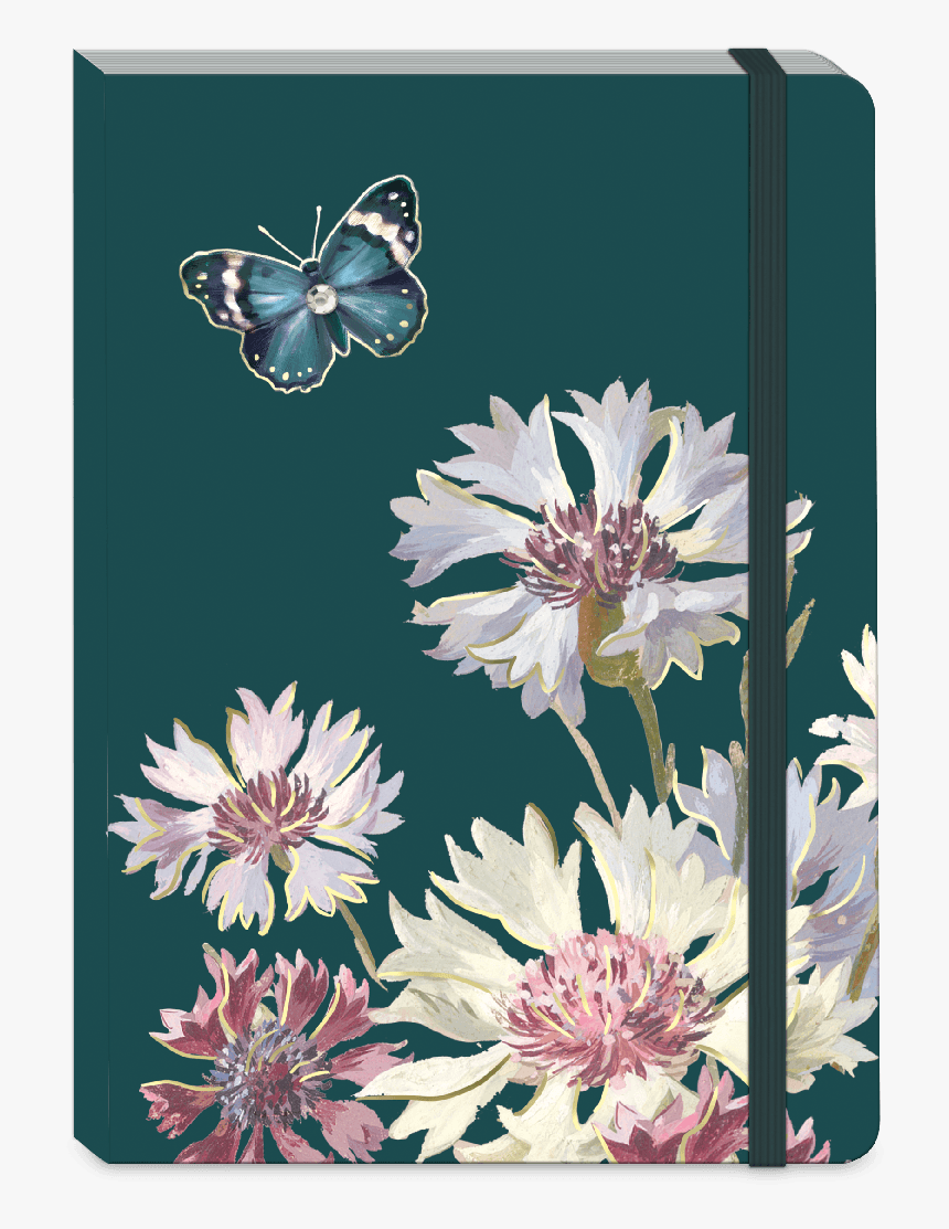 African Daisy, HD Png Download