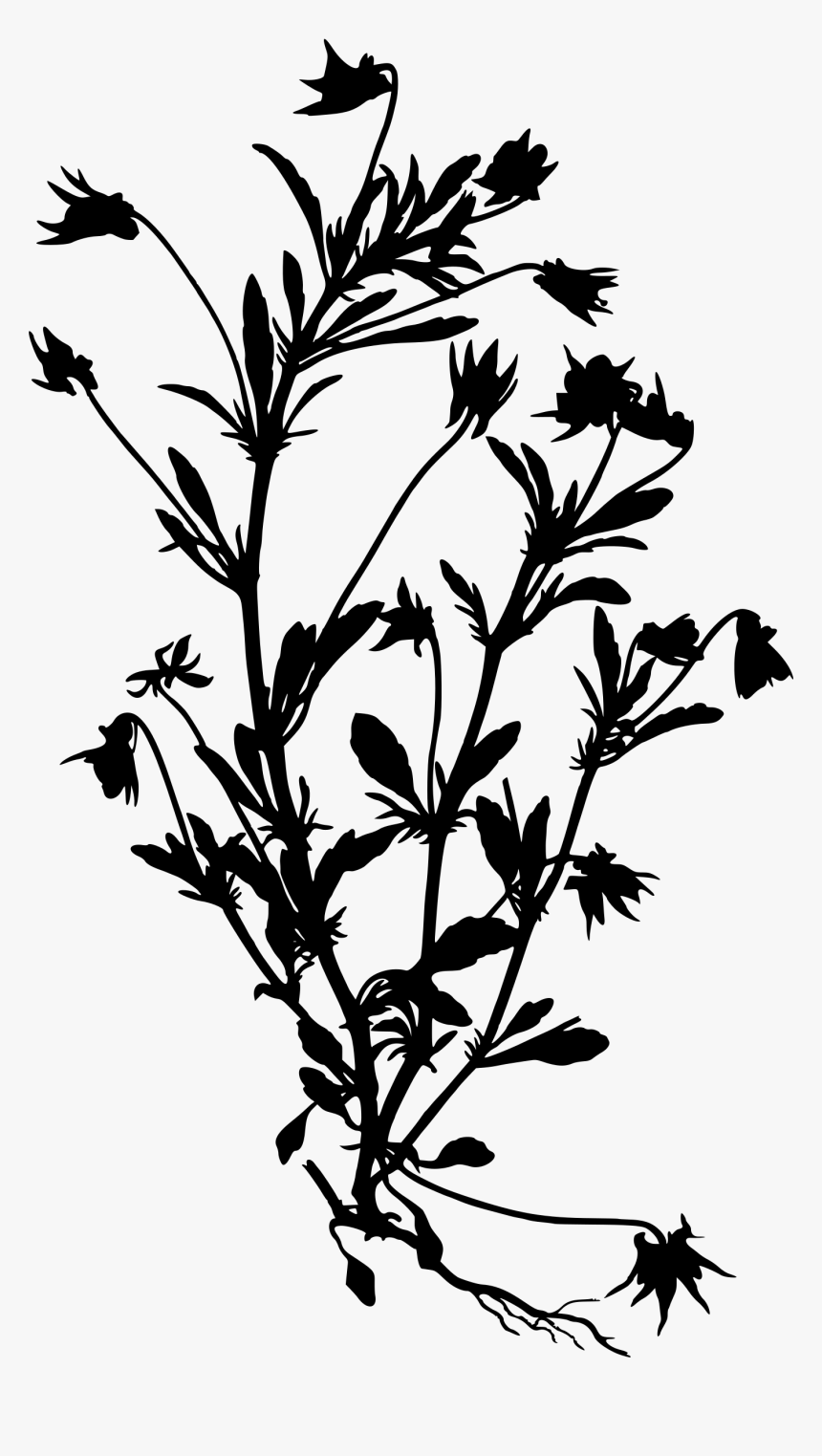 Viola Tricolor Drawing, HD Png Download