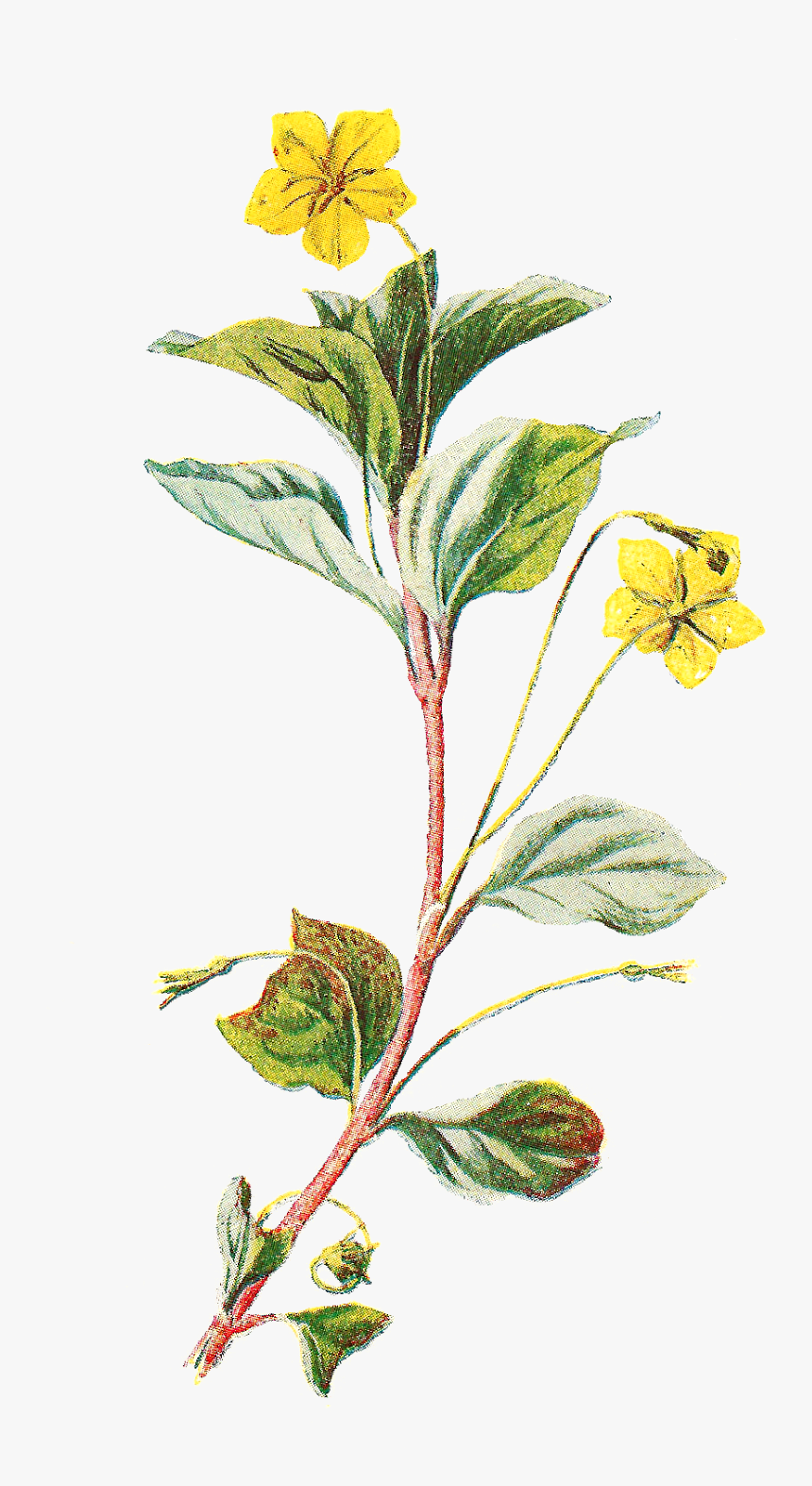 Flower Clipart Wild, HD Png Download