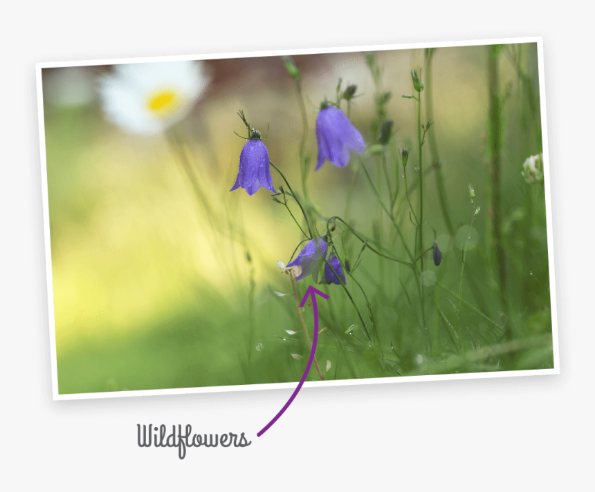 Wildflowers - Harebell, HD Png Download