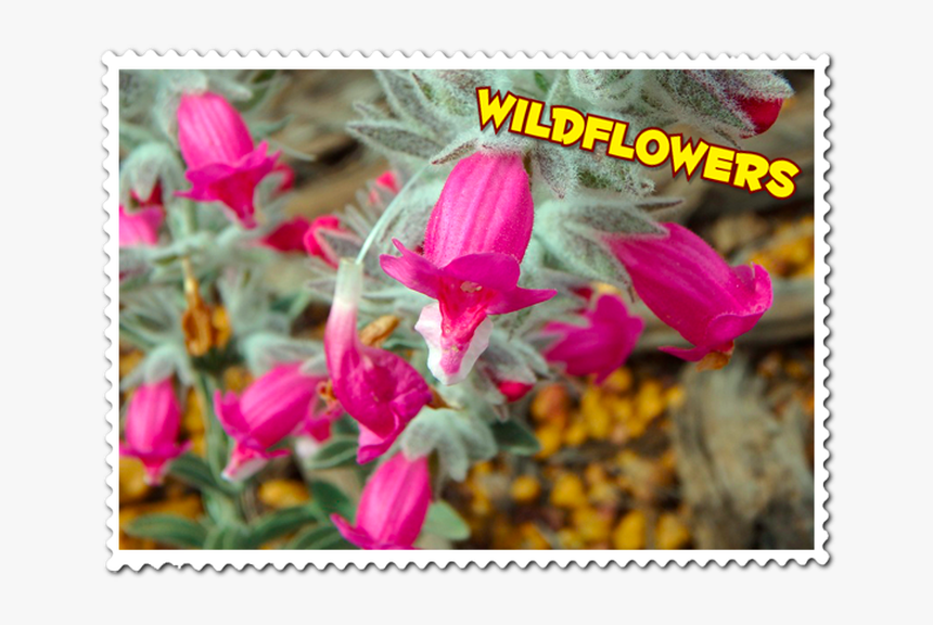 View The Beautiful Wa Wildflowers - Golden Gate Bridge, HD Png Download