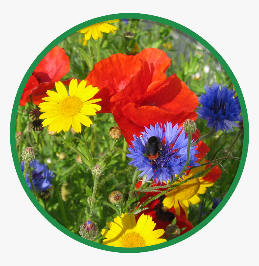 Cornfield Wildflower Mix, HD Png Download