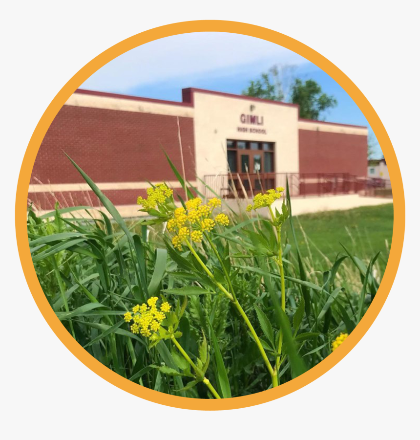 Yellow Iris, HD Png Download