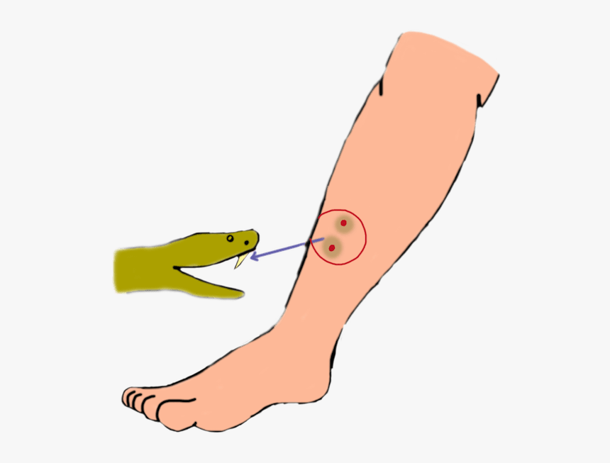 Clip Art, HD Png Download