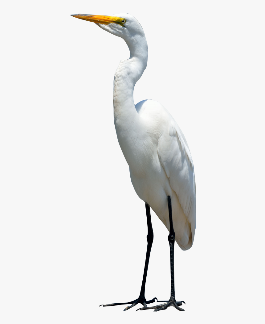Crane Bird Png - Egret Png, Transparent Png