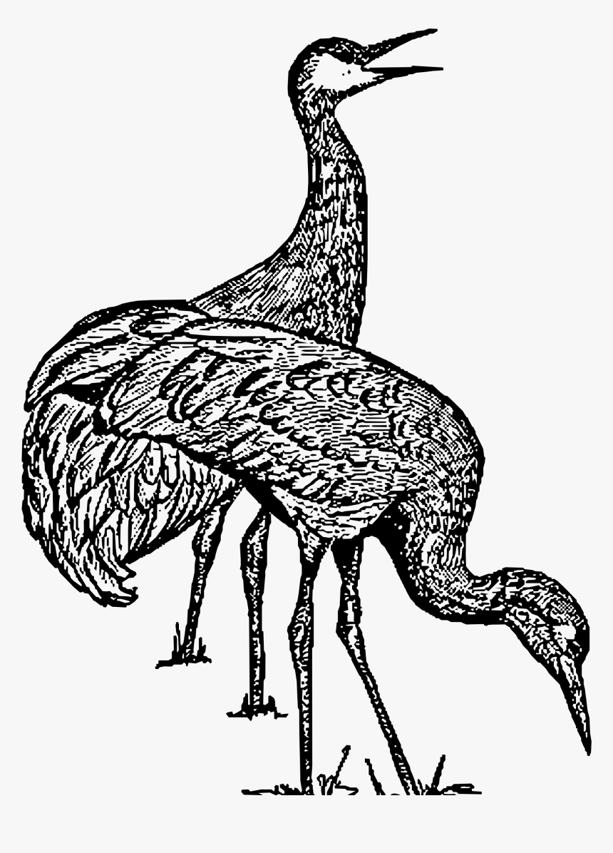 Sandhill Crane Clip Arts - Sandhill Crane Clipart Black And White, HD Png Download