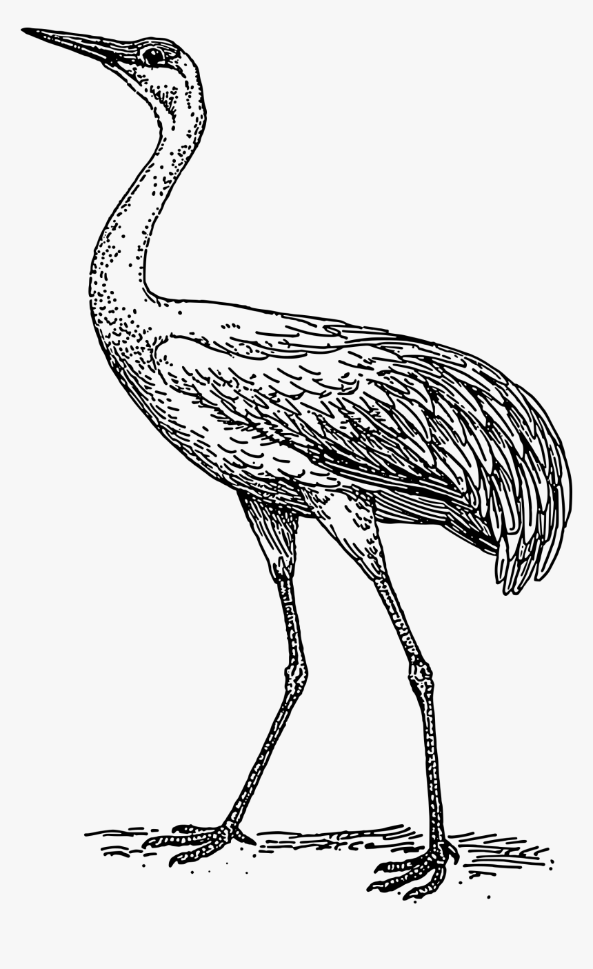 Crane Clip Arts - Crane Black And White Outline, HD Png Download