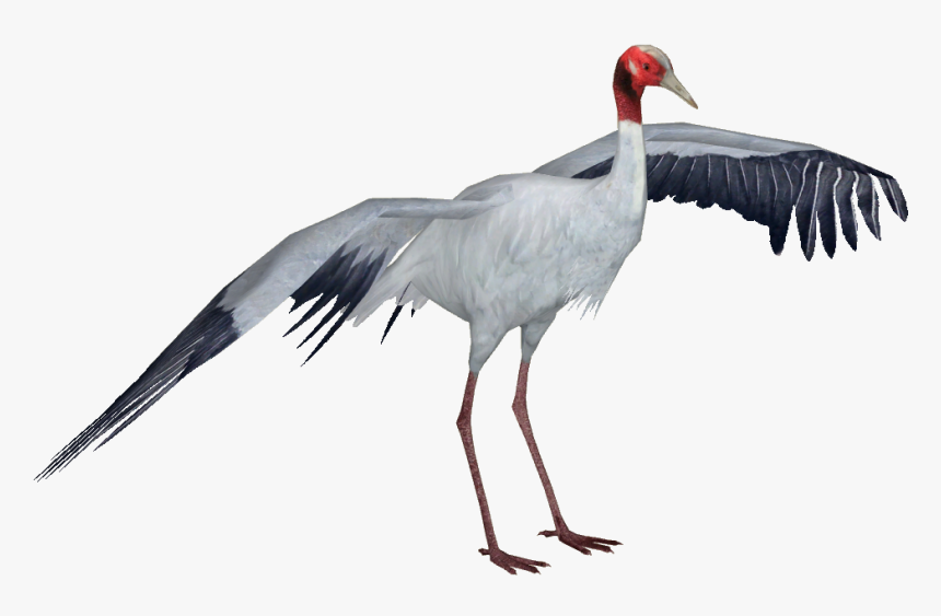 Clip Art Sarus Crane Andersxhd Zt - Sandhill Crane Transparent Png, Png Download
