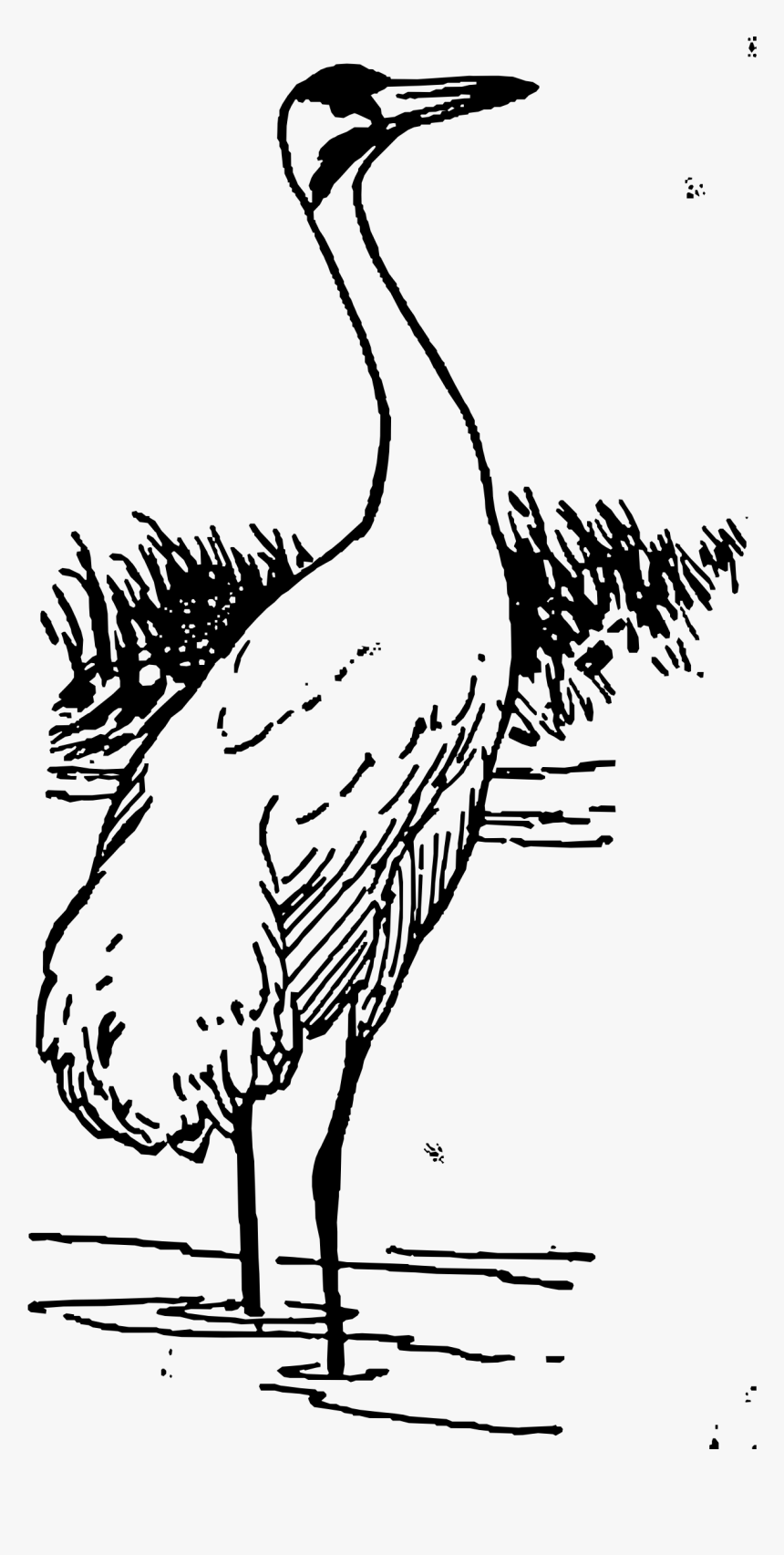 Whooping Crane Clip Arts - Clipart Black And White Crane, HD Png Download