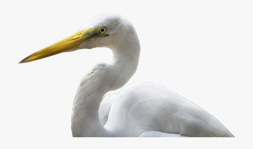 Crane, Bird, Bill, White, Yellow, Plumage, Isolated - Great Egret, HD Png Download