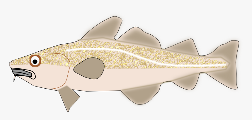 Fish,cod,trout - Trout, HD Png Download