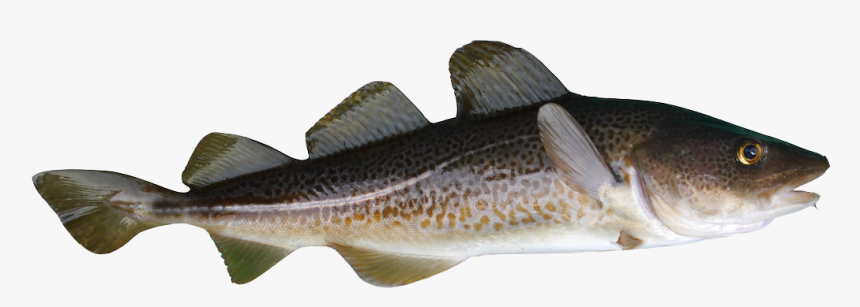 Transparent Cod Png - Baltic Cod, Png Download