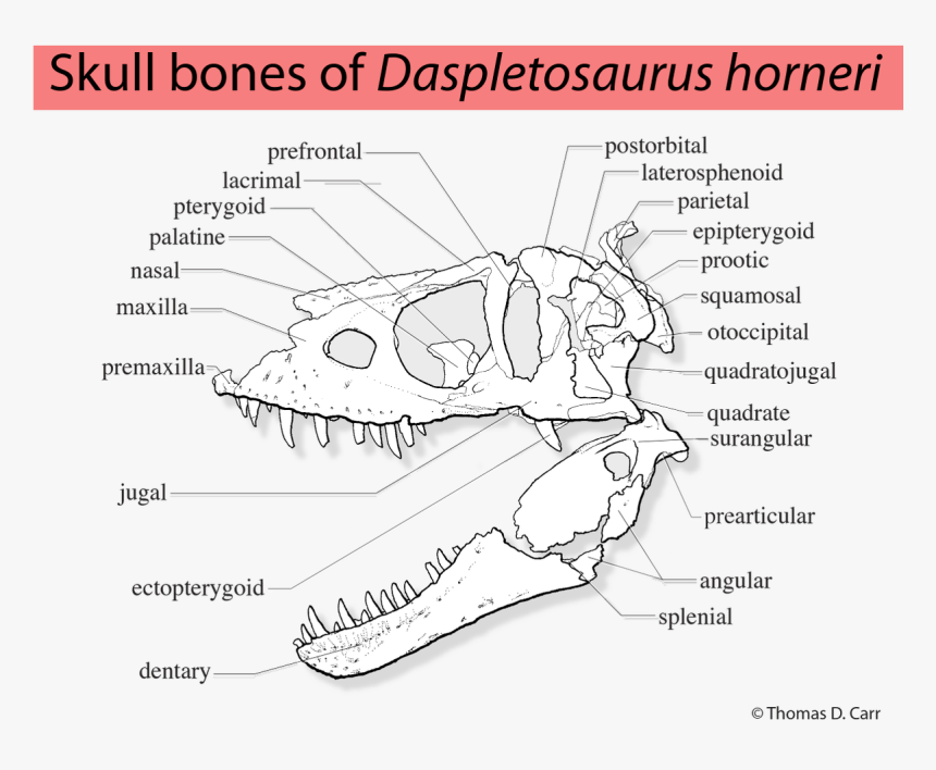 Diagram, HD Png Download