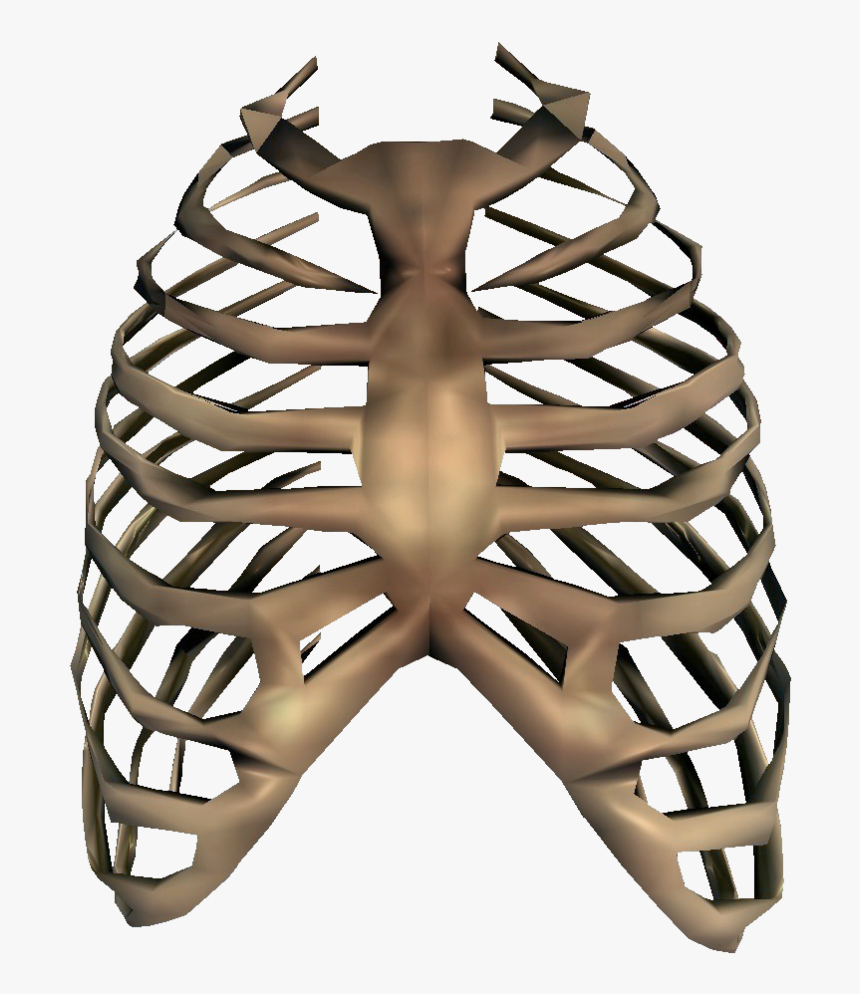 Bones Png Transparent Image - Rib Cage Transparent, Png Download