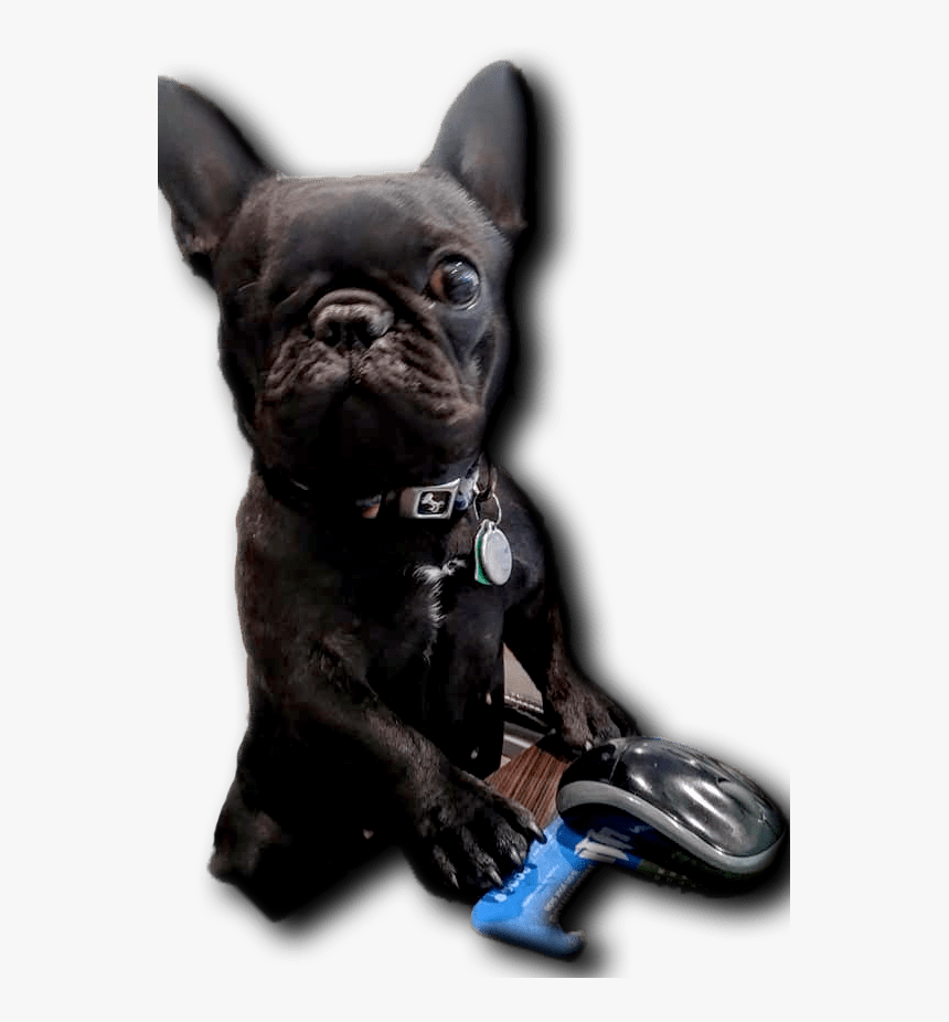 Little Blind Dog, Fat Guy Approved - French Bulldog, HD Png Download
