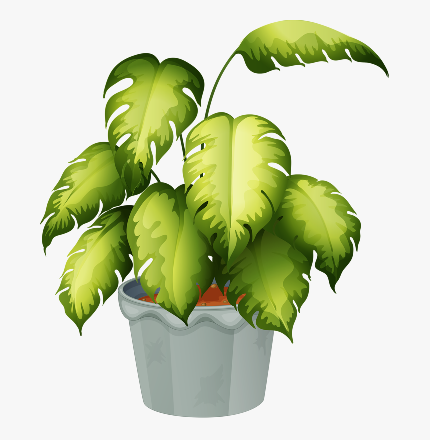 Non Flowering Plants Clipart - Goimages Signs