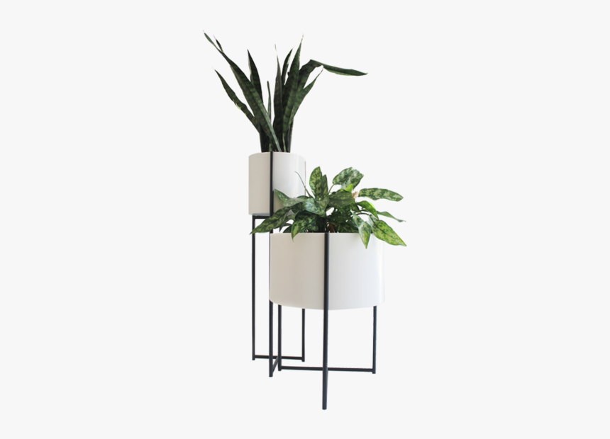 Indoor Potted Plant Png, Transparent Png