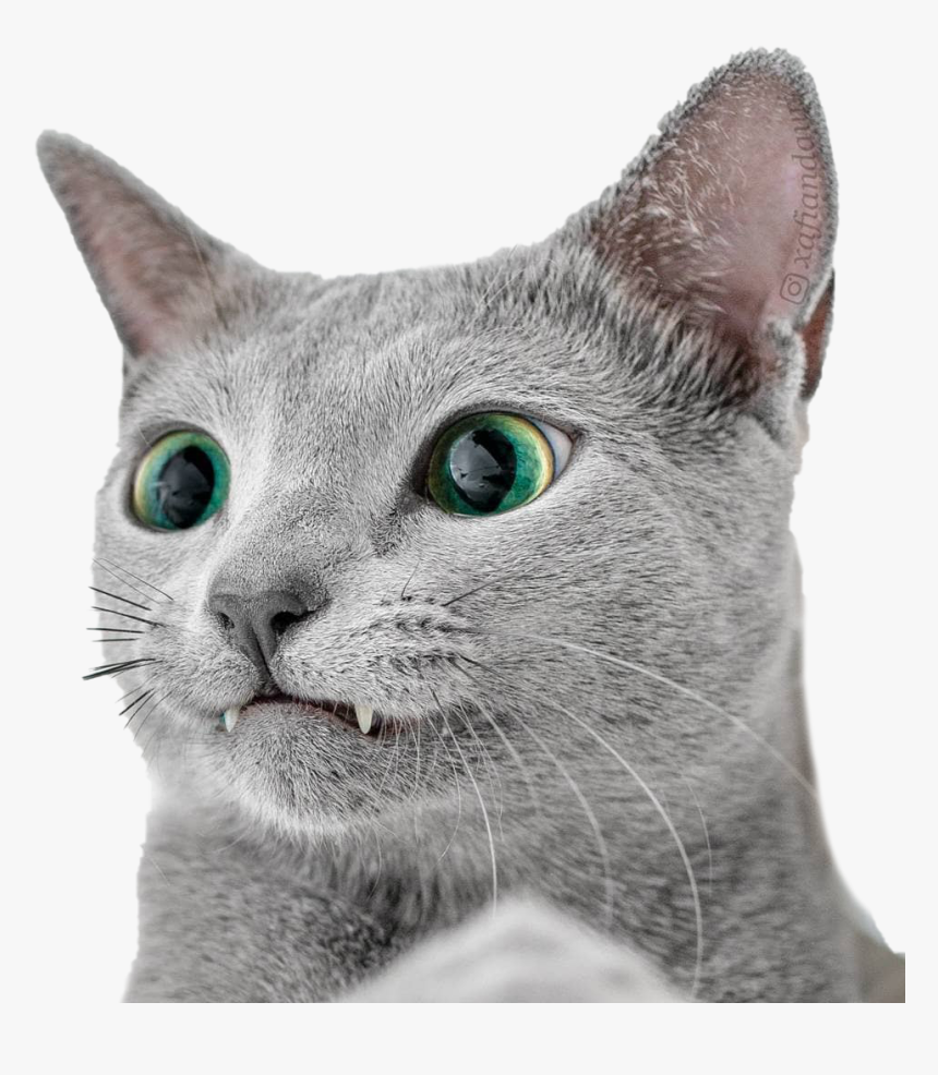 Russian Blue Cat, HD Png Download