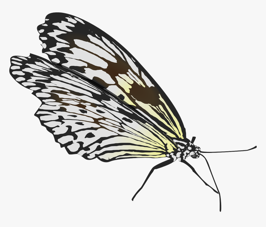 Fold Wings Butterfly, HD Png Download