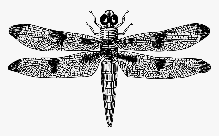 Dragonflies Black And White, HD Png Download