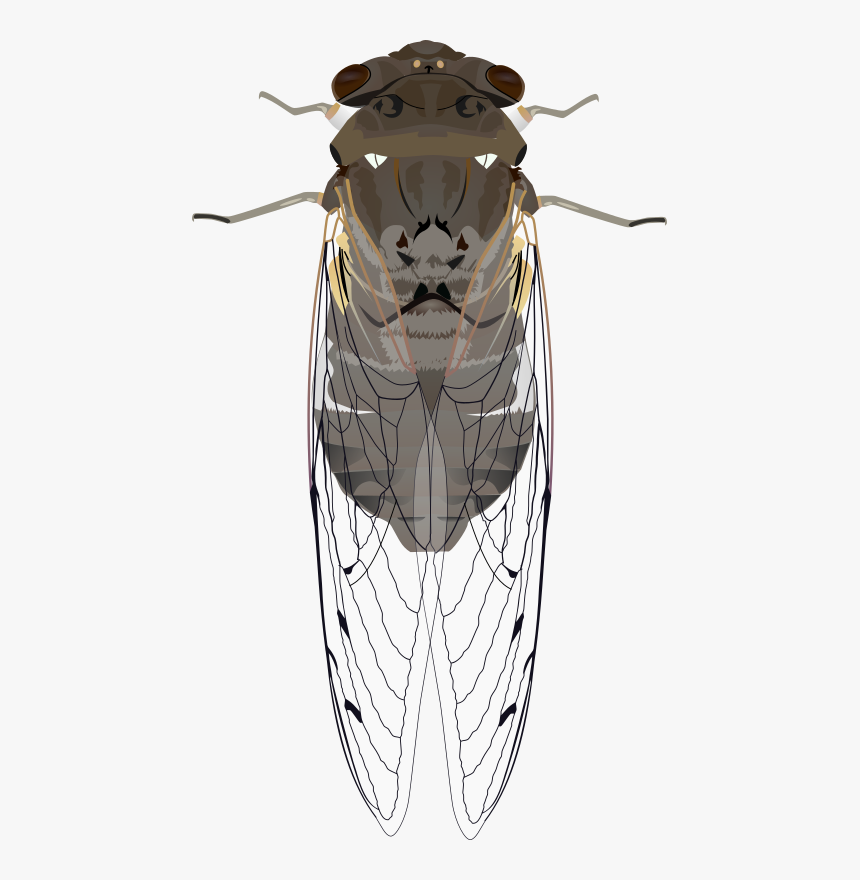 Animals, Bug, Cicada, Insect, Wings - Cicada Clipart, HD Png Download