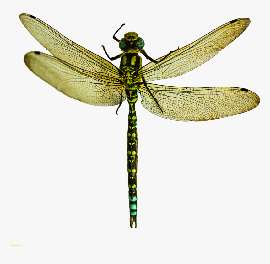 A Dragonfly Wing Pterygota What Is An - Dragonfly Transparent, HD Png Download