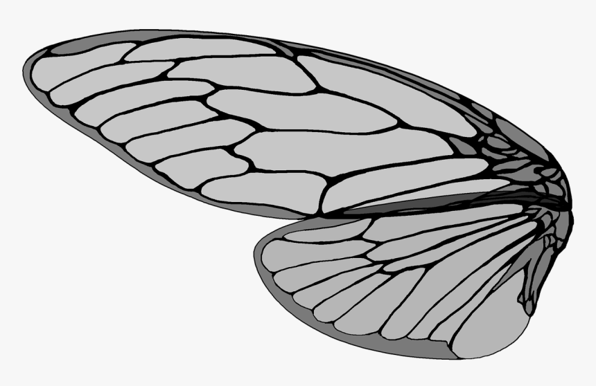 Cicada,large Brown Cicada,cicada S Pictures, Free Photos, - Cicada