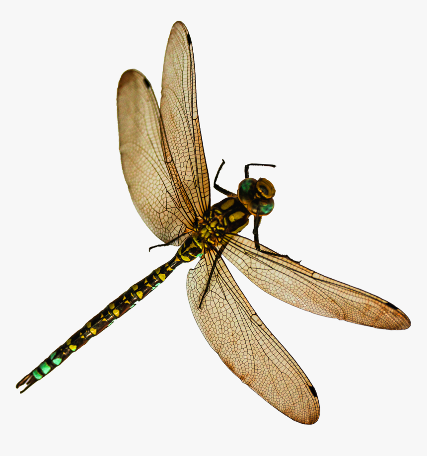 Dragonfly - Dragonfly Png, Transparent Png
