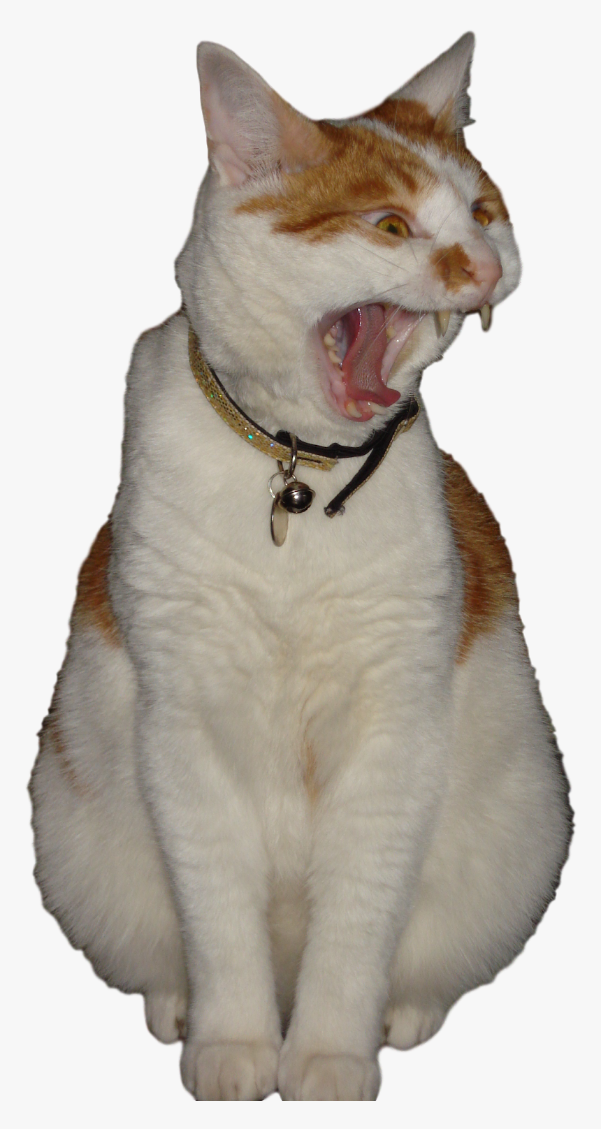 Peepee The Cat Transparent, HD Png Download