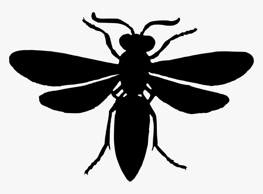Net-winged Insects, HD Png Download