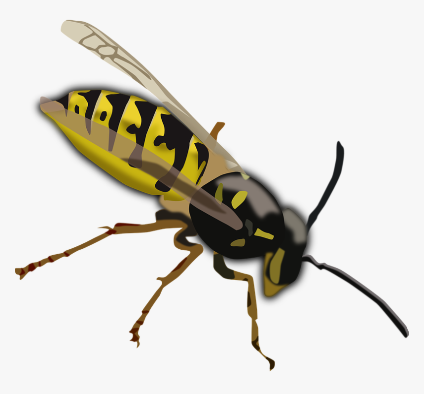 Wasp, Hornet, Bee, Insect, Sting, Yellow, Black, Wings - Wasp Clipart, HD Png Download