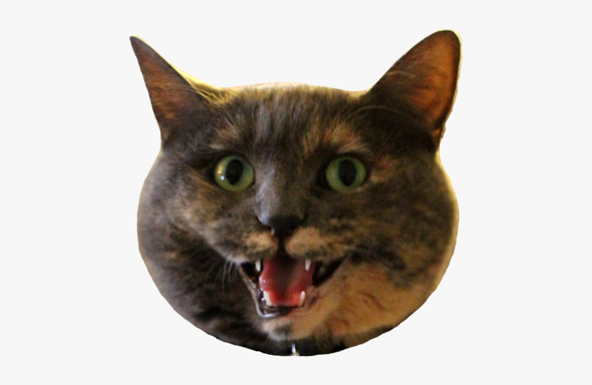 Cat Yawns, HD Png Download