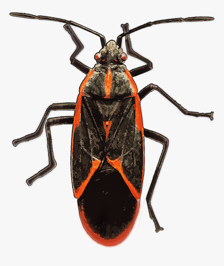 Boxelder Bug - Box Elder Bug, HD Png Download