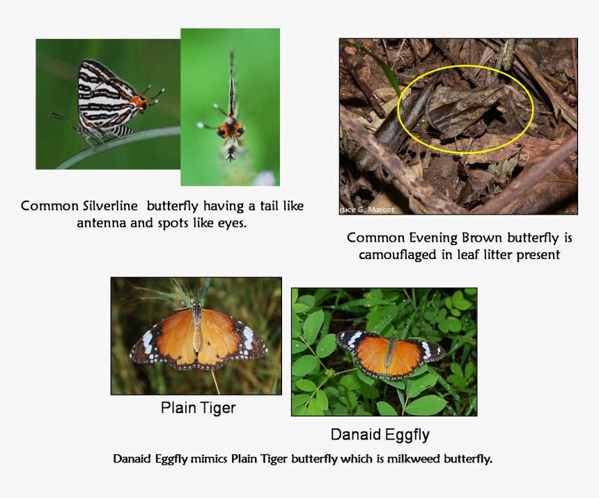 Common Butterflies - Japanese Beetle, HD Png Download