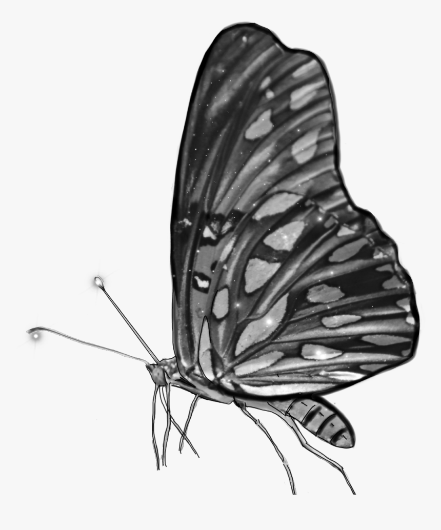 #blackandwhite #butterfly #grey #monochrome #wings - Brush-footed Butterfly, HD Png Download
