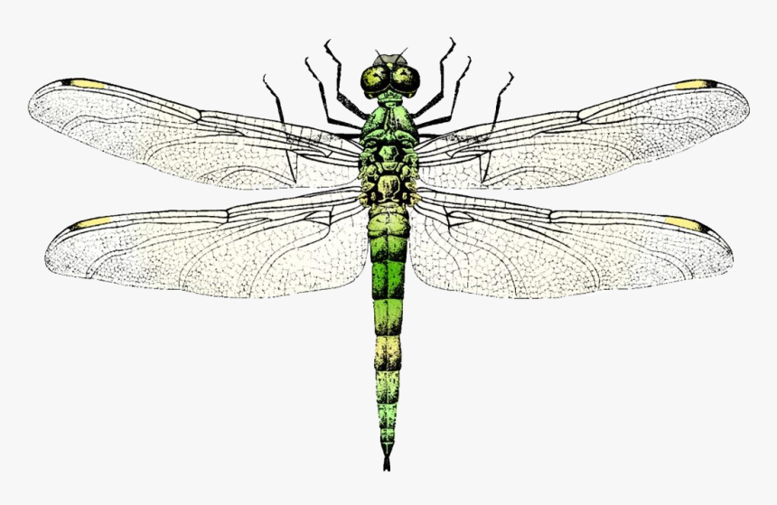 Dragonfly Clip Art Transprent - Dragon Fly Free Vector, HD Png Download