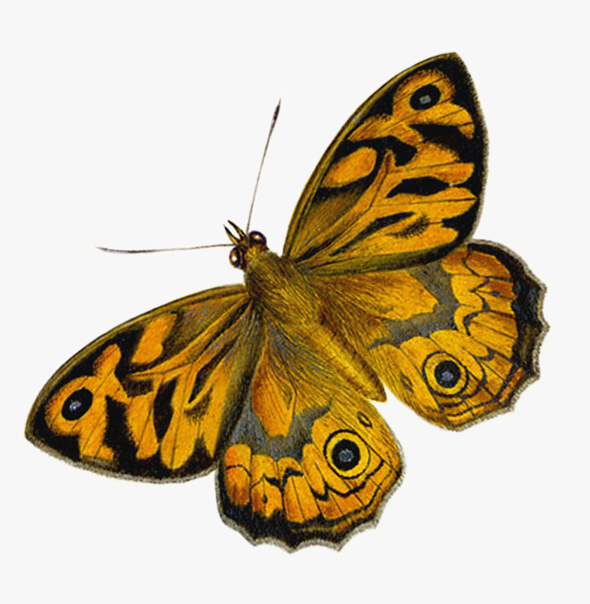 Moth Butterfly, HD Png Download