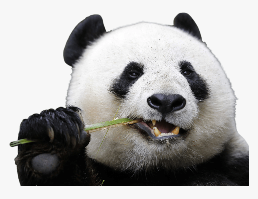 Eating Panda - Panda Transparent, HD Png Download