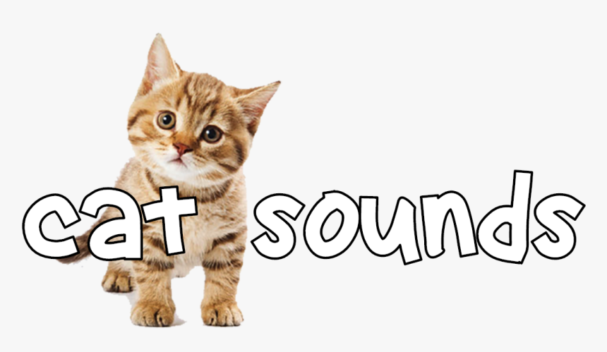 Cute Cat Transparent Background, HD Png Download