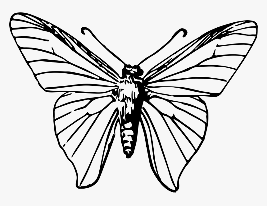 Drawing Insects Insect Wing - Black And White Moth Png, Transparent Png