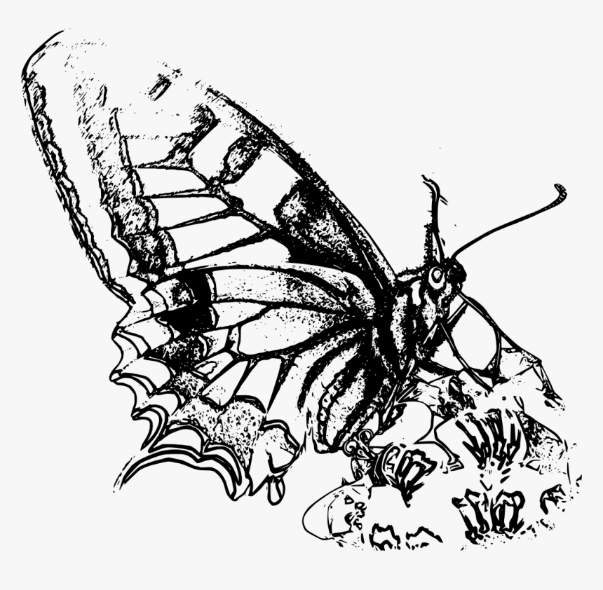 San Giorgio Patrono Degli Scout, HD Png Download