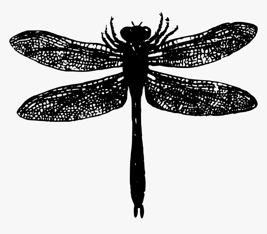 Basic Bug Dragonfly Free Picture - Dragonfly Silhouette Png, Transparent Png