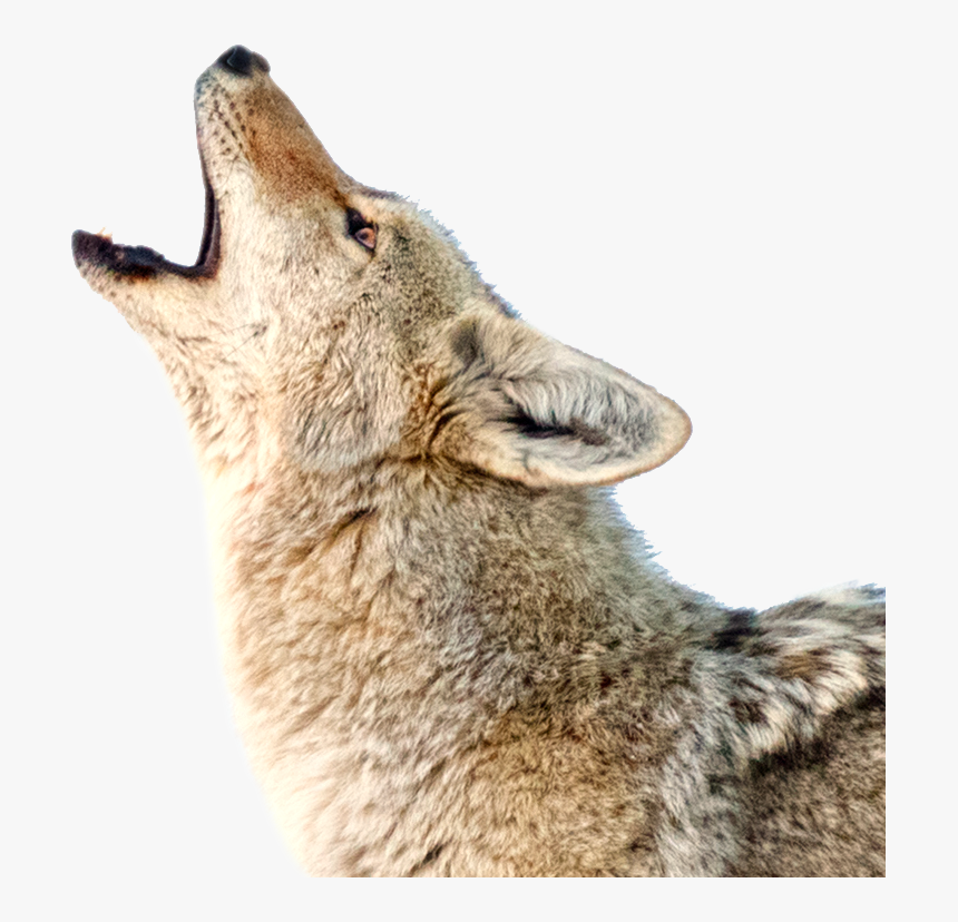 Photo Accompanying Step - Coyotes Transparent, HD Png Download