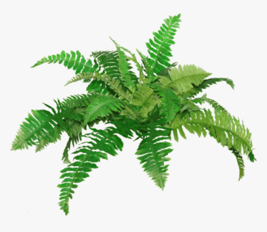 Fern, HD Png Download