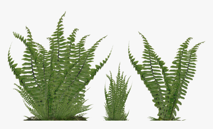 Foliage Png -foliage Png - Fern Png, Transparent Png