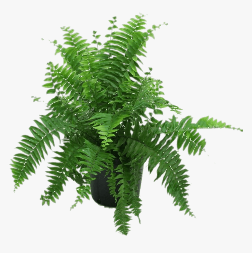 Fern In Black Pot - Fern In Pot Png, Transparent Png