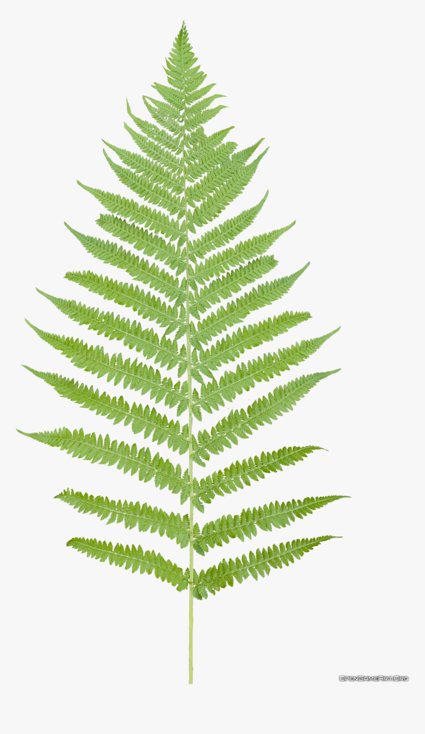 Tropical Ferns Png - Fern Leaf Png, Transparent Png