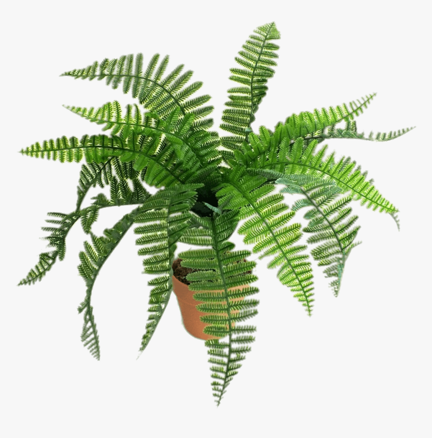 Artificial Fern - Helechos Dibujo Png, Transparent Png